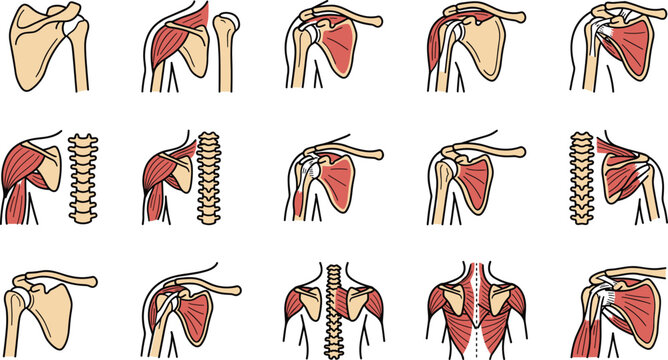 Anatomical diagrams of human shoulder joint and rotator cuff muscles.