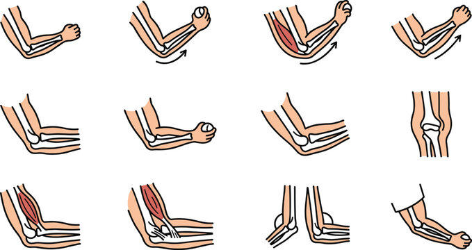 Anatomical illustrations of human arm movements and elbow joint mechanics.