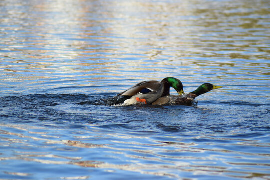 Mating Ducks in Lake