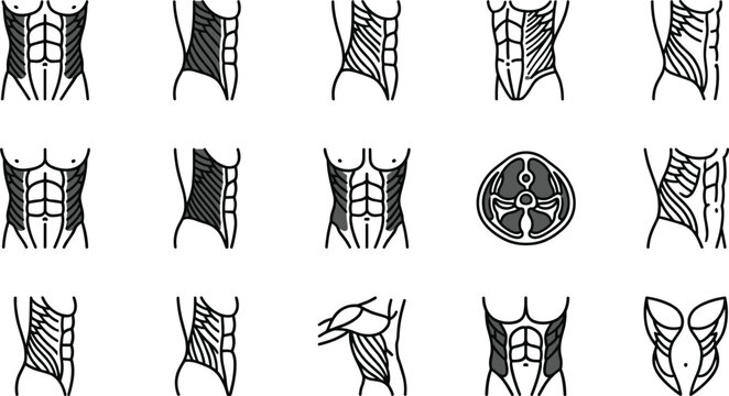 Set of human abdominal muscle anatomy icons and diagrams.