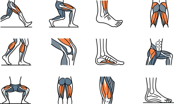 Set of human leg anatomy and muscle groups icons.