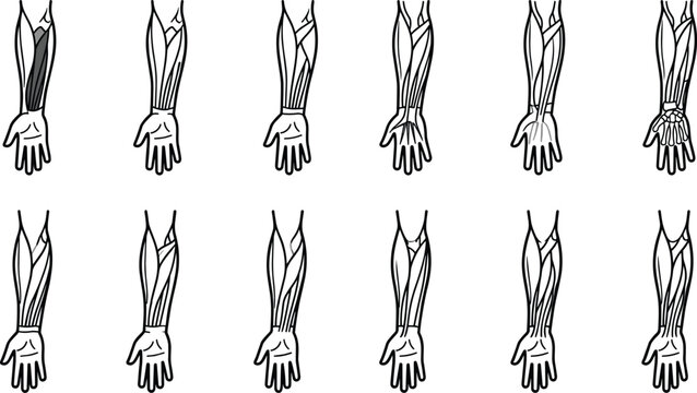 Anatomical Diagram Illustrating Human Forearm Muscles and Tendon Groups.