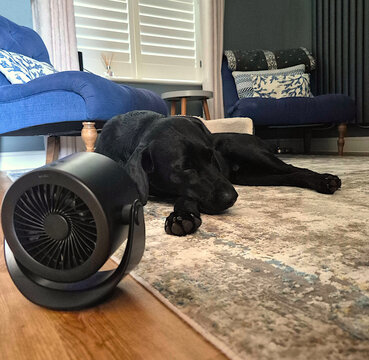 Black Labrador Sleeping Indoors by Fan During Hot Weather