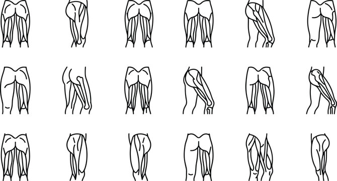 Human leg muscle anatomy diagram collection.