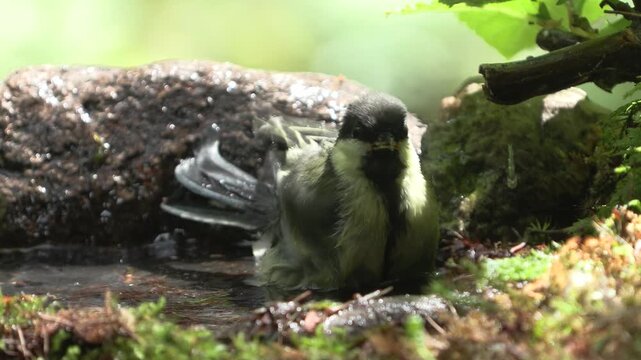 Cinciallegra (Parus major) | Great Tit Bathing in Natural Water Source 4K