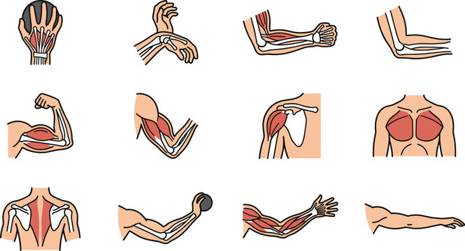 Set of anatomical diagrams showing human arm and shoulder muscles.
