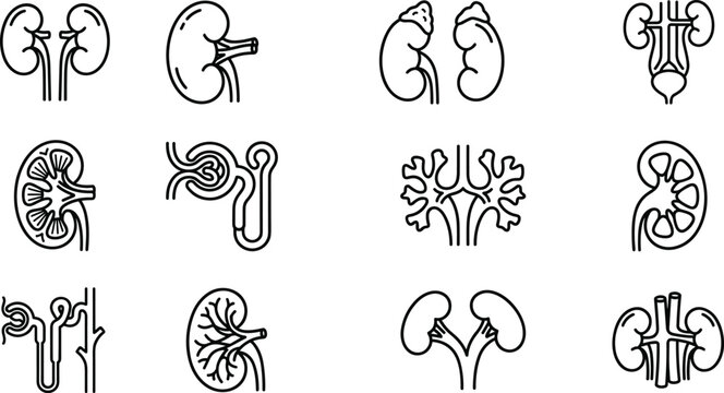 Set of human kidney anatomy line art icons.