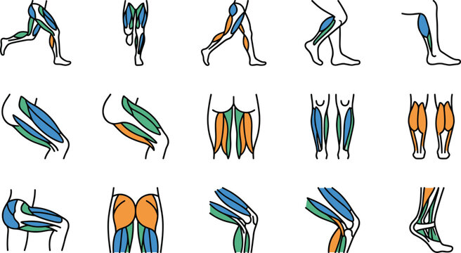 Anatomical collection of human leg muscle groups and exercise diagrams.