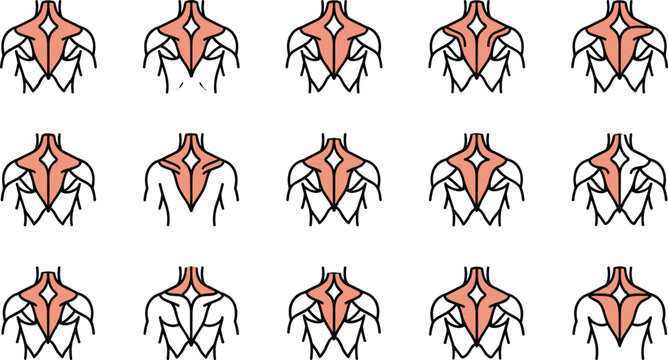 Anatomical diagrams of human upper back muscles and shoulder anatomy.