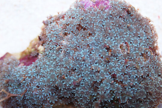 Blue Mini Glove Polyps Rock, Cervera spp