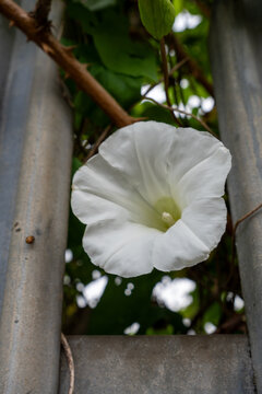 Close-up of hedge bindweed Calystegia sepium white wild flower in bloom