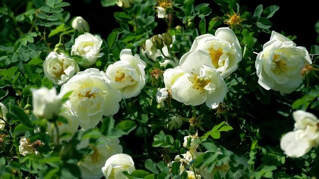 Close-up of white wild rose flowers with a hoverfly