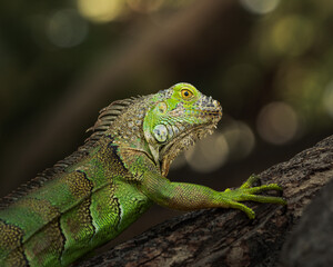 Fototapeta premium A green iguana rests on a tree branch, illuminated by soft natural light filtering through the surrounding vegetation.