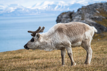 Svalbard reindeer (Rangifer tarandus platyrhynchus) grazing in a field on the outskirts of Longyearbyen, Svalbard, Norway © Angela