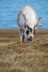 Svalbard reindeer (Rangifer tarandus platyrhynchus) grazing in a field on the outskirts of Longyearbyen, Svalbard, Norway © Angela