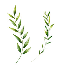Fototapeta premium Delicate watercolor botanical branches with fresh green leaves, hand-painted foliage elements featuring natural textures and elegant organic design isolated on a white background.