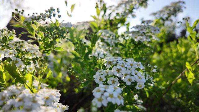 Slow motion close-up of white spirea flowers in sunlight