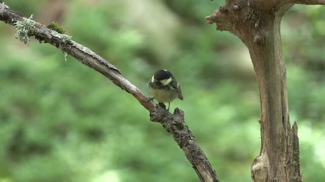Cincia mora (Periparus ater) | Coal Tit Parent Feeding Juvenile on Tree Branch 4K