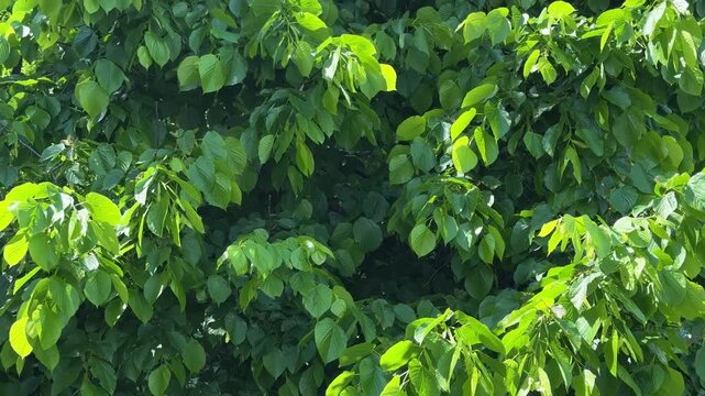 Young green linden leaves sway gently in wind under sunlight, creating lush natural background with fresh summer greenery concept