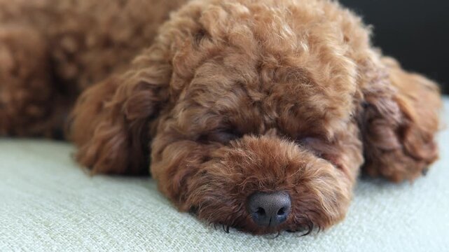 Toy poodle puppy is sleeping on the couch	
