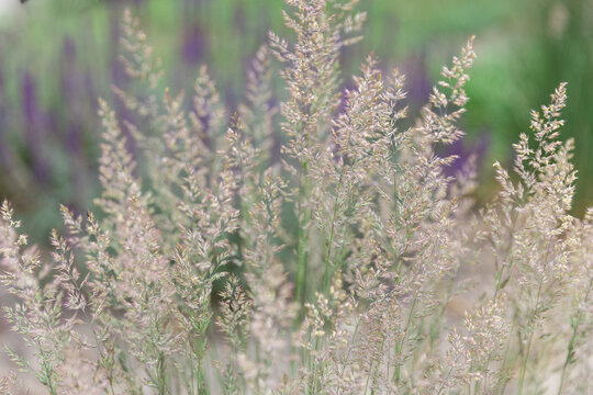 wide-spread inflorescences of Deschampsia cespitosa catching the golden summer light and creating a dreamy, cloud-like botanical screen with a subtle colorful bokeh in the background. Contemporary gar