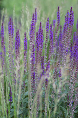 Obraz premium Deep purple spikes of wild sage (Salvia nemorosa) bloom within a modern public park boundary on a bright sunny day. Contemporary urban landscaping trends utilize massive blocks of perennials to create