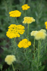 Obraz premium The flat, dense, golden-yellow blooms of yarrow (Achillea filipendulina) bloom quietly in a warm summer garden. This hardy perennial is a popular choice for backyard flowerbeds and rustic gardens, 