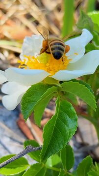 Scientific macro of a honeybee harvesting pollen on a five-petal white wildflower, showing a loaded orange pollen basket on its hind leg.