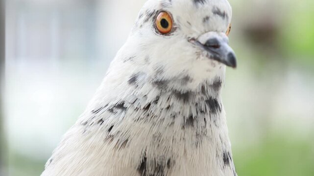Close-Up Portrait of a Speckled White Pigeon with Amber Eye