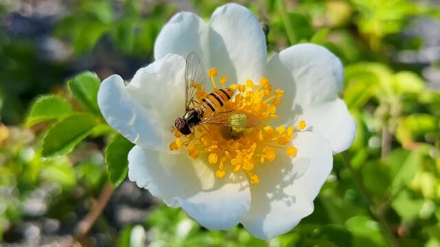 Scientific macro of a hoverfly displaying protective Batesian mimicry while feeding on yellow stamens of a white wildflower.
