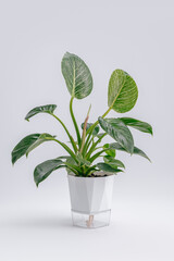 An elegant Philodendron Birkin with green, glossy, veined leaves in a minimalist white pot. The stems rise gracefully from a compact green base. Vertical photo. Copy Space © Andrey_Maksimov