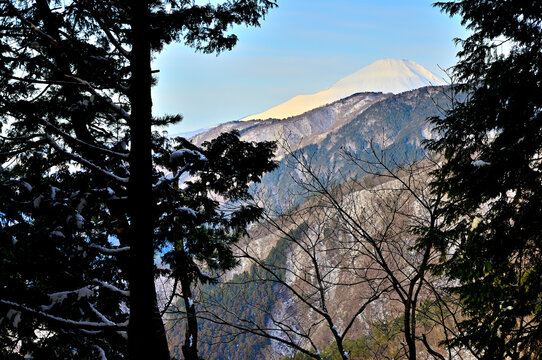 森から望む雪景色の富士山　丹沢の大倉尾根　小草平
