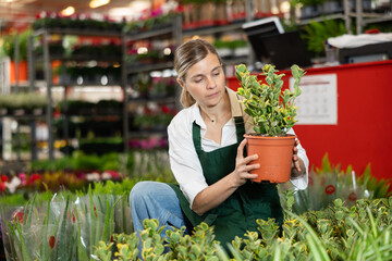 In warehouse of flower shop, female employee in apron conduct regular inspections, sanitary treatment of plants. Large supply of Euonymus ornamental shrub plants, small and large wholesale.. © JackF