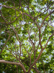 Fototapeta premium Dense Green Tree Canopy with Branches Against Sky