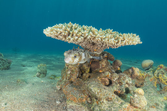 Coral reef and water plants in the Red Sea, Eilat Israel
