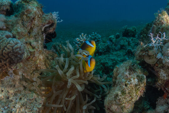 Clown-fish anemonefish in the Red Sea Colorful and beautiful, Eilat Israel
