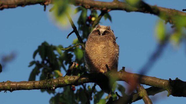 Uszatka, sowa uszata, Asio otus, short-eared owl, - młode sowy o poranku, przy wschodzie słońca na czereśni 