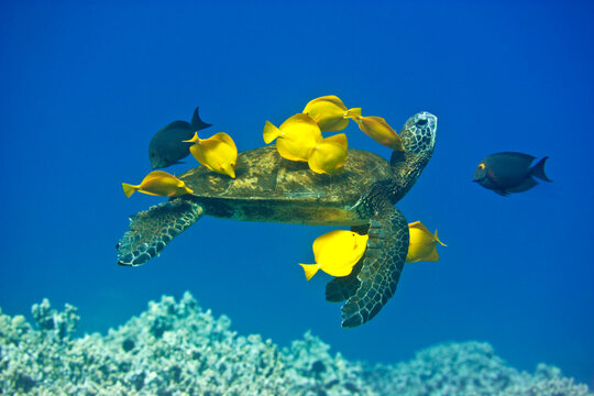 Green sea turtle being cleaned by yellow tangs off the coast of Hawaii