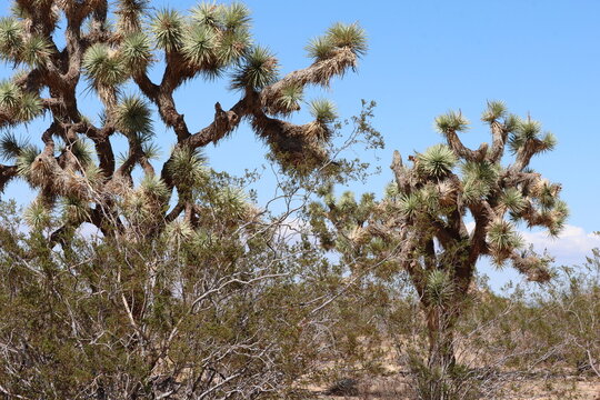 Joshua Tree, Yucca Brevifolia, and Creosote Bush, Larrea Tridentata, are among the most iconic and elegant native plant denizens in the Little San Bernardino Mountains of the Southern Mojave Desert.