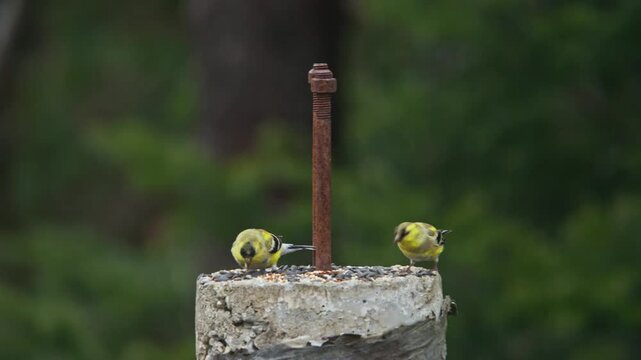Bright yellow finches gather around a rustic post in Nova Scotia, capturing the tranquil beauty of nature and the charm of local wildlife