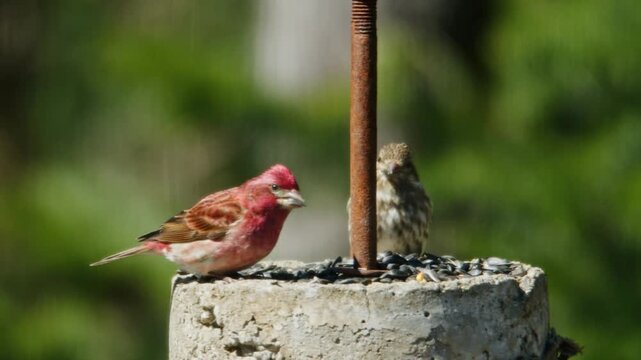 Brightly colored finches and curious sparrows gather at a feeding station in sunny Nova Scotia, showcasing nature's beauty and vibrant birdlife