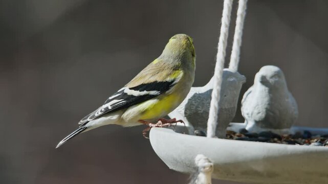 Colorful golden finch visits a bird feeder in New Scotland, Canada. Enjoys seeds and flits gracefully, embodying the joy of nature in springtime