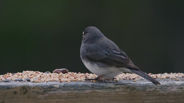 Captured in Nova Scotia, Canada, birds gracefully gather around a feeding station, enjoying seeds and sharing cheerful interactions in nature's embrace