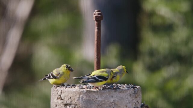 In Nova Scotia, vibrant birds gather at a rustic feeder, joyfully chirping and pecking at seeds, showcasing the lively spirit of nature's charm