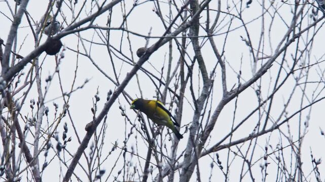 In Nova Scotia, vibrant songbirds flit among bare branches, bringing life to a quiet winter landscape with their melodic calls and playful movements