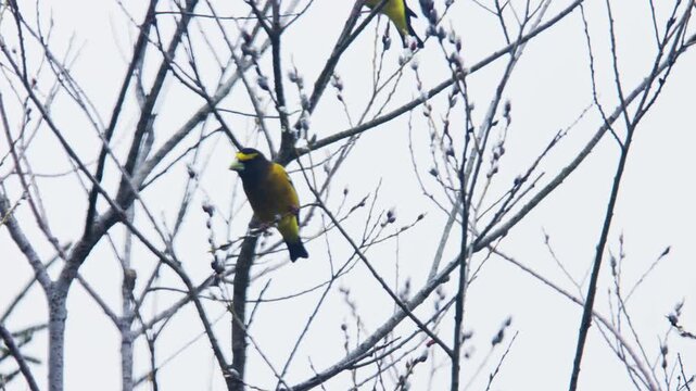 Witness the enchanting beauty of colorful birds perched on bare branches in Nova Scotia, as they flit through the tranquility of early spring days