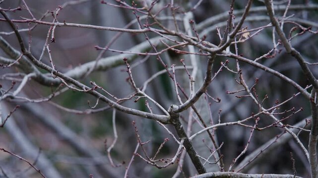 In Nova Scotia, Canada, colorful birds flit among leafless branches. The beauty of nature comes alive as spring whispers through the trees and fills the air with joy