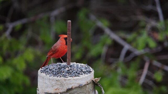 A striking red cardinal perches gracefully on a wooden post, surrounded by Nova Scotia's natural greenery, showcasing the rich birdlife of this beautiful Canadian region