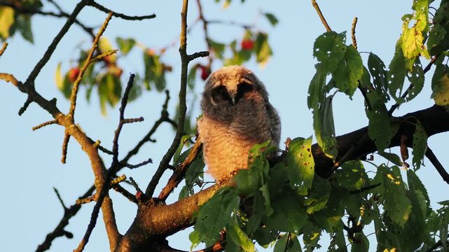Uszatka, sowa uszata, Asio otus, short-eared owl, - młode sowy o poranku, przy wschodzie słońca na czereśni 