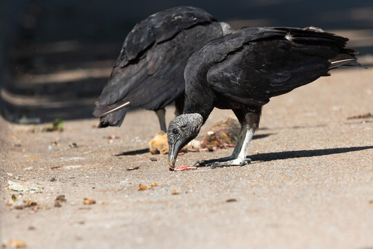 black vulture eating a squirrel in Fort Worth, Texas, USA
